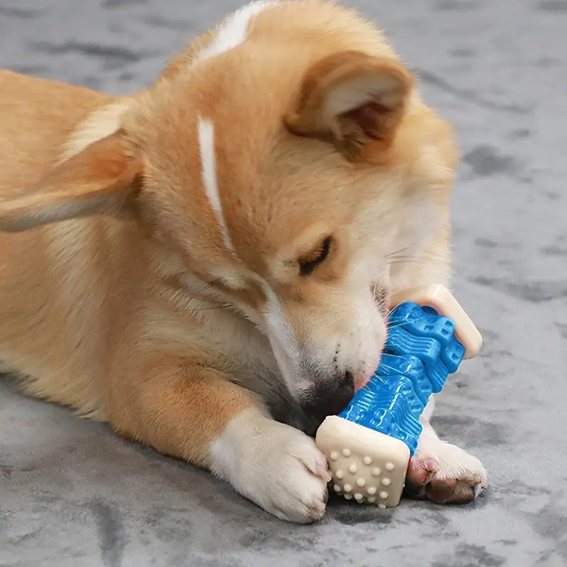 Chien jouant avec le jouet à mâcher distributeur
