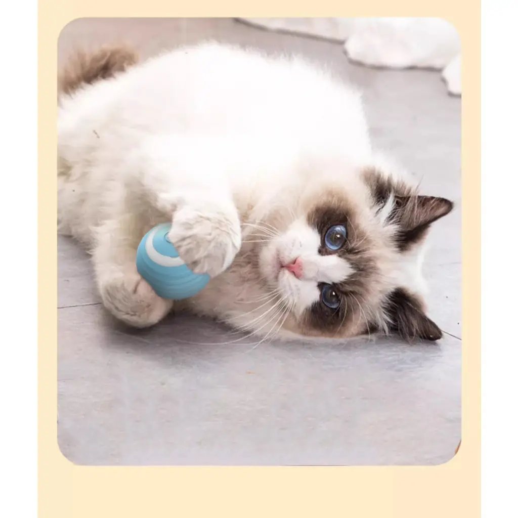 Deux chatons jouant avec la balle interactive bleue