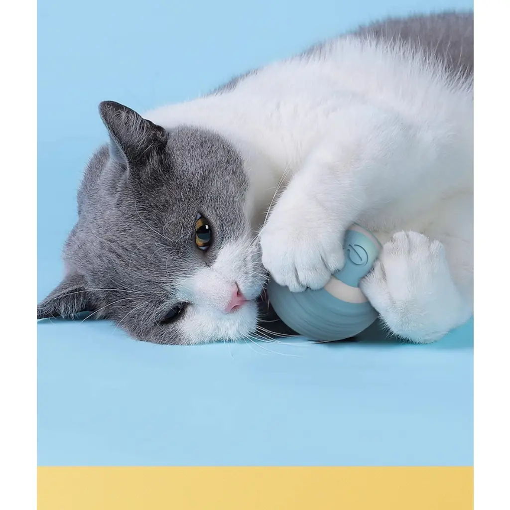 Chat gris jouant avec la balle automatique bleue