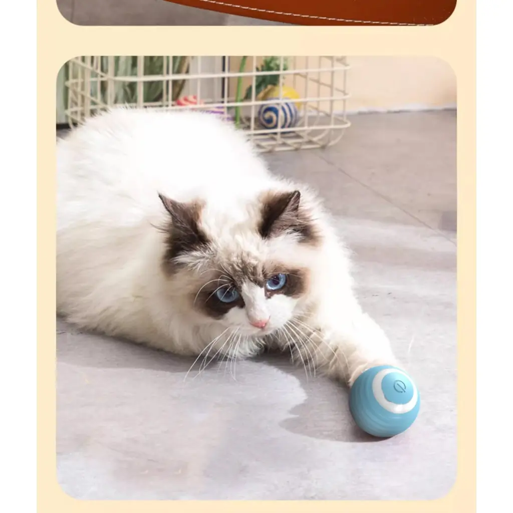 Chat jouant avec la balle interactive automatique bleue