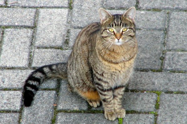 Pourquoi votre chat ne boit pas assez ? La fontaine à eau, la solution