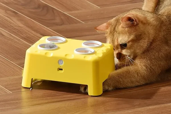 Comment occuper son chat quand on n&rsquo;est pas là : le guide complet