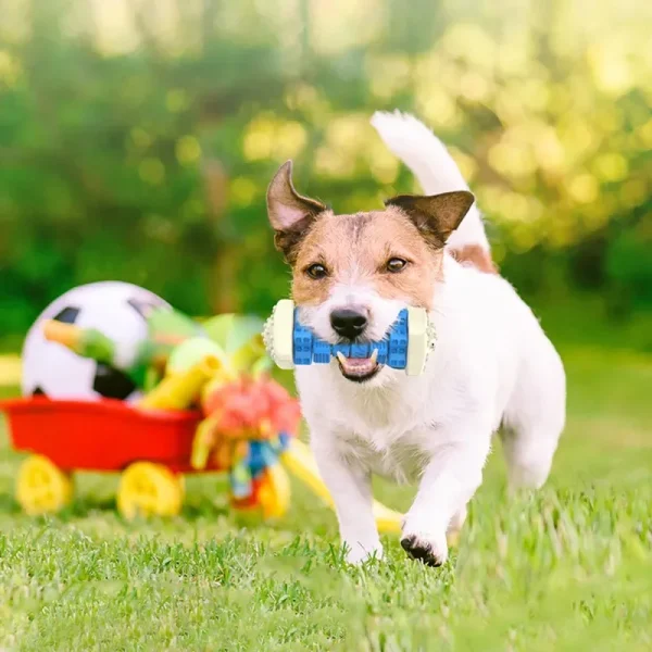 Jouet à Mâcher Distributeur pour Chien
